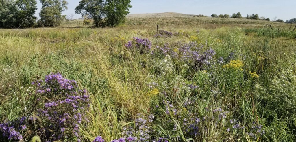 A field with tall grasses and clusters of purple and yellow wildflowers under a clear sky, with a few trees in the background and a small hill on the horizon.